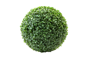 Topiary Ball isolated on transparent background