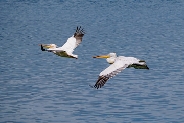 Great White and Dalmatian Pelican glide gracefully over calm waters searching for fish at mid-morning in Kerkini Lake Nation Park