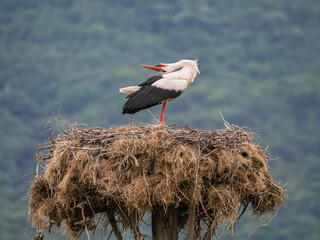 White stork perched on a large nest overlooking green hills during daylight in Lake Kerkini National Park