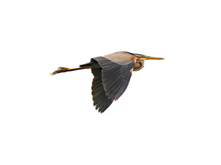 Purple heron flying over Kerkini Lake on white background