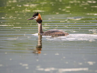Great crested grebe swimming gracefully in serene water reflecting greenery in Lake Kerkini National Park during daytime