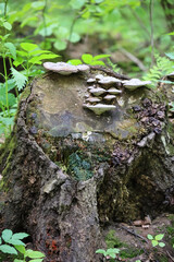 Several Shelf Fungi (Bracket Fungi) Growing In Layers On The Top Surface Of An Old, Mossy Tree Stump. Green Foliage Background.