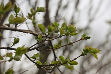 Close Up Of A Lilac Branch With Small Fresh Green Leaves Emerging From Buds In Early Spring. Blurred Twig Background.