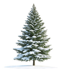 Fir tree with snow isolated on a transparent background, PNG file. 