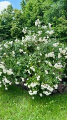 bush of white blooming roses