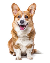 Portrait of a cute brown pedigree puppy on a white background