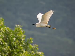 Little egret gracefully flying over lush greenery during sunset in Kerkini Lake National Park