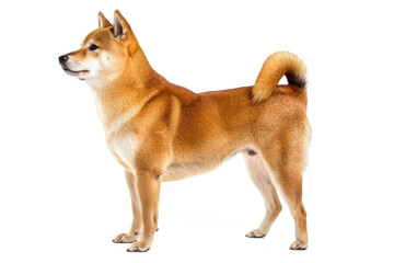 An adorable Akita puppy sits isolated on a white background, a purebred Japanese canine portrait