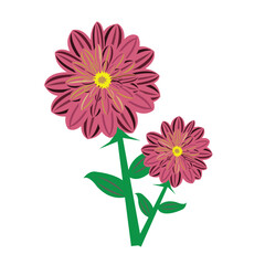 An isolated pink and yellow gerber daisy blossom with vibrant petals in nature