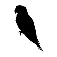 vector illustration of a parrot