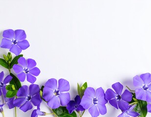 Vibrant purple periwinkle flowers with green leaves on white background