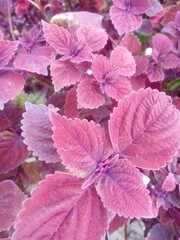 Stunning Close-Up of Purple Coleus Plant with Deep Pink and Burgundy Hues