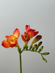 Fresh orange freesia flower