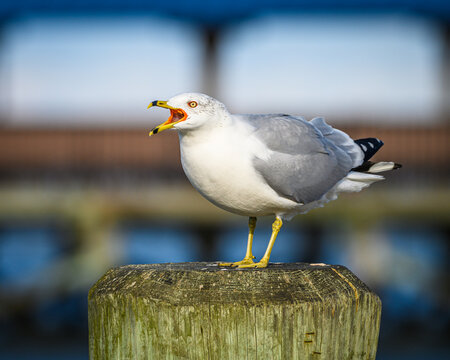 Gull squawking 