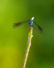 dragonfly on a leaf