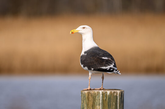 Gull on the pier