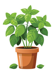 Organic basil plant