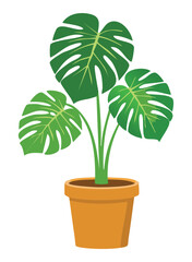 Monstera houseplant