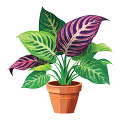 Obraz premium Decorative calathea plant in pot