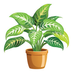Indoor dieffenbachia houseplant