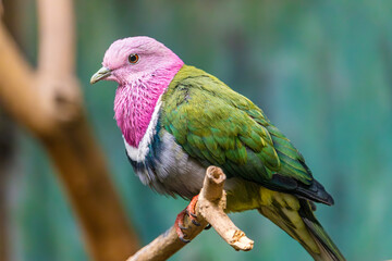 Bird in zoo, Warsaw, Poland