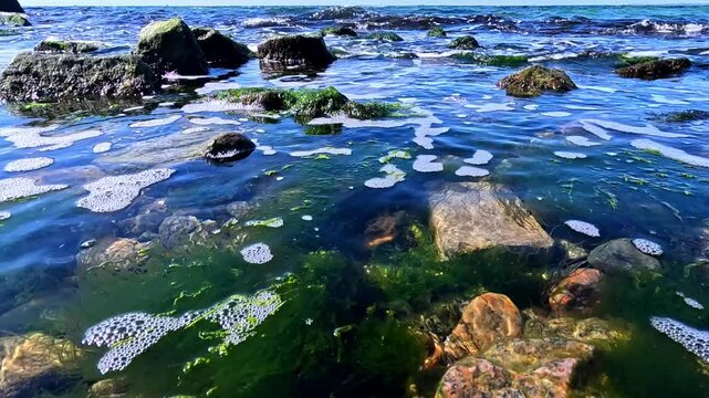 Green algae Enteromorpha (Ulva) on stones near the shore, waves rock algae macrophytes in the Black Sea
