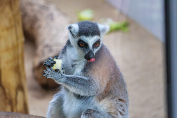 Lemur in zoo, Warsaw, Poland
