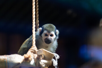 Fototapeta premium Monkey in zoo, Warsaw, Poland