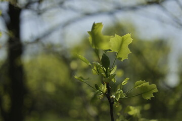 Branches with green leaves and flower buds Liriodendron tulipifera, known as the tulip tree