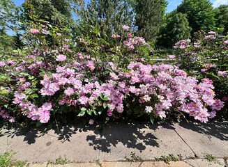 Obraz premium Blooming Cluster of Purple Roses in a Sunny Garden. Vibrant Violet Flowers with Lush Green Foliage Near a Fountain, Rosa 'Lavender Dream' beautiful flower, for Floral Backgrounds, Gardening.
