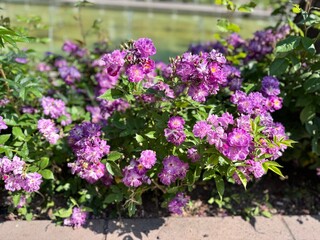 Blooming Cluster of Purple Roses in a Sunny Garden. Vibrant Violet Flowers with Lush Green Foliage Near a Fountain, Rosa 'Lavender Dream' beautiful flower, for Floral Backgrounds, Gardening.