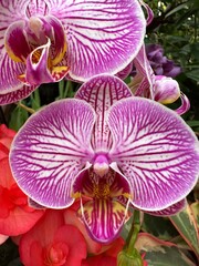 pink orchid flower