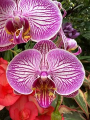 purple orchid flower