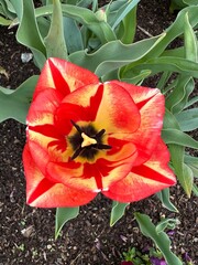 red tulips in garden