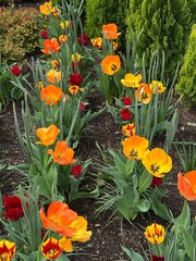 orange and yellow tulips