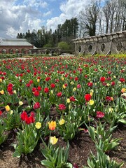 tulips in the park