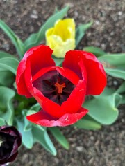 red tulip in the garden