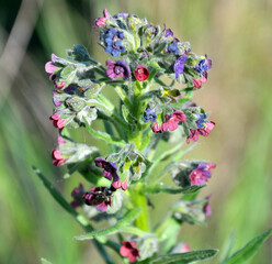 Cynoglossum officinale blooms in nature