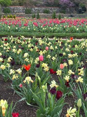 tulips in the garden