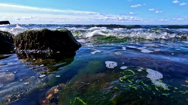 Green algae Enteromorpha (Ulva) on stones near the shore, waves rock algae macrophytes in the Black Sea
