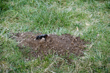 Mole crawling out of molehill above ground. Strong front paws used for digging runs underground. Mole trapping, pest control. Underground creatures damage lawn. Europaea talpa. High quality photo.