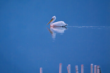 Dalmatian pelican gliding across tranquil blue waters at dawn near a shoreline in Kerkini Lake Nation Park
