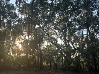 sun shining through trees in the south