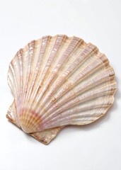 Delicate Pink Scallop Shell on whiteBackground