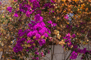 Beautiful colorful flowers in front of houses in the town of Mogan on Gran Canaria Spain