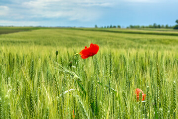 Bright red poppy flower stands alone in a lush green wheat field under a partly cloudy blue sky. Peaceful rural summer landscape perfect for nature, agriculture, or countryside themes.







