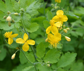 Flowering Chelidonium majus