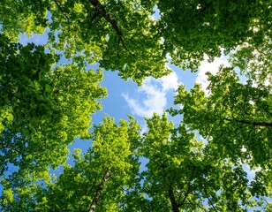 Fototapeta premium Lush green forest canopy