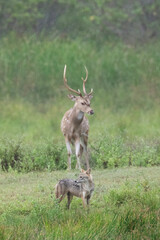 A majestic spotted deer stag keeps a watchful eye on a jackal in front of him.