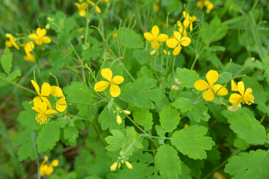 Flowering Chelidonium majus